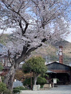 BUYO MASAKO
